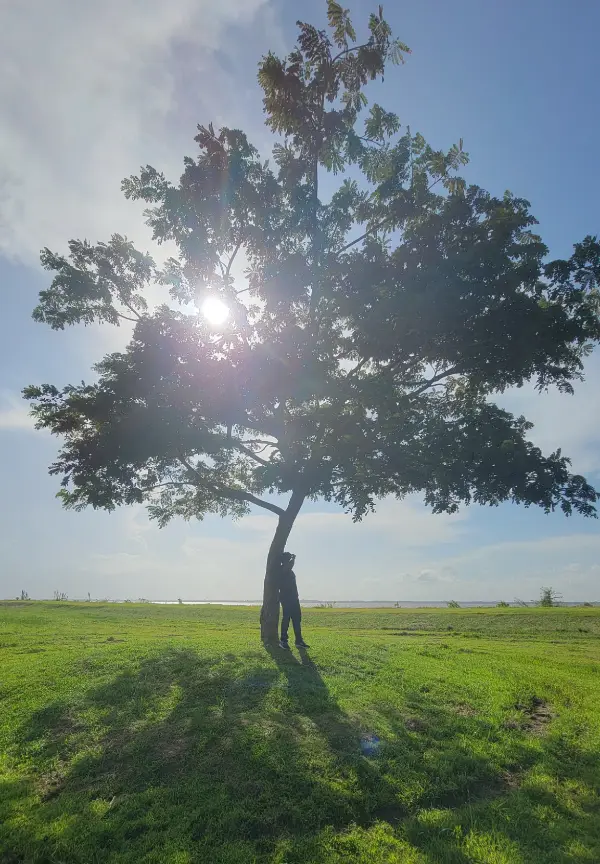 Imposter Tree Impostor Syndrome – Igniting Champions